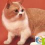 短毛猫-英国短毛猫