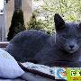 短毛猫-俄罗斯蓝猫