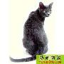 短毛猫-科来特猫