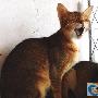 短毛猫-阿比西尼亚猫