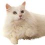 长毛猫杂种长毛猫