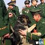 警犬和将退伍老兵依依惜别