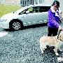 主人挥泪送狗狗参加导盲犬行列
