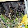 主人溺死水沟 忠犬哀嚎守三天