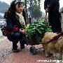 惹人喜爱的勤劳小狗