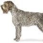 硬毛指示格里芬犬（Wirehaired Pointing Griffon）