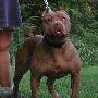 实用犬比特犬介绍