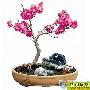 怎样制作与养护漂亮的碧桃盆景