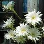 仙人球开花9朵花形似菊花