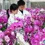 首次花卉兰蜘蛛兰克隆成功