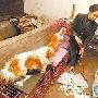 退休女子典当戒指耳环 只为救治流浪狗儿
