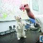 被救小猫天天找恩人“串门”