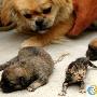 宠物狗产下虎纹“猫“