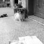 猫狗产仔怪事多