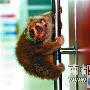 宠物蜂猴闯民宅惊坏居民