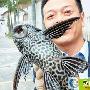怡情垂钓钓出一条异形黑鲶鱼