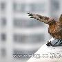 猛禽凌空猎杀鸽子场景在昆明闹市上演