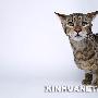 昂贵的宠物猫