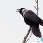 国家濒危动物“白颈乌鸦”被发现