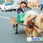 超酷的松狮为小主人拉车