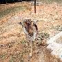 塑料袋会导致动物死亡