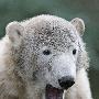 北极熊克努特将迎来周岁生日