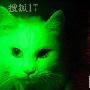 黑暗下会发荧光的新克隆猫