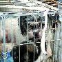 小区为救出一只狗宝宝沸腾