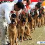 215只德国牧羊犬榕城PK