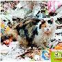 神气的野生家猫