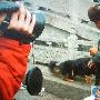 中国最强猛犬藏獒大战美国比特犬