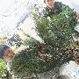 孔雀飞进鸡圈