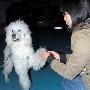 贵宾犬突闯报社