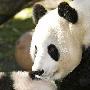 美国出生大熊猫首次亮相