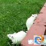 猫鼠集体训练为排雷