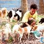 500义工筹款救助300流浪狗