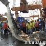 在菲律宾被货轮撞死的鲸鲨