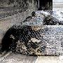 明星宠物蟒蛇