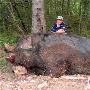 11岁男孩打死重达千磅巨型野猪