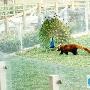 孔雀与小熊猫的恩怨情仇