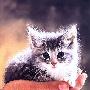 如何选择爱猫