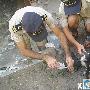 阿根廷北部海域突然出现企鹅