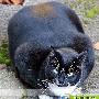 连医生都让这大肥猫减肥