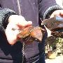 面部酷似猫头鹰的怪龟