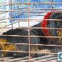 这只藏獒值460万元