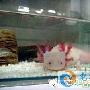 娃娃脸“恐龙”墨西哥钝口螈现身宠物市场