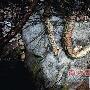 重80斤的一级保护动物广东重蟒