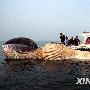 北海渔民拖回一头死亡鲸鱼
