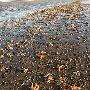 英海滩发现蔓延8公里的大批死海星