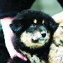 捡到大便宜200块钱买回两条小藏獒